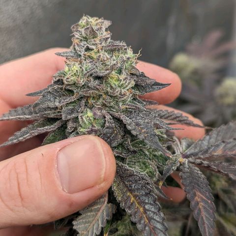 Apple Candies growlog timeline photo