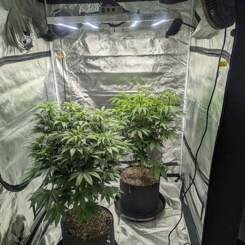 Lemon Cherry Gelato x Black Velvet #1 growlog timeline photo