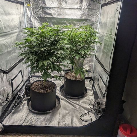 Lemon Cherry Gelato x Black Velvet #1 growlog timeline photo