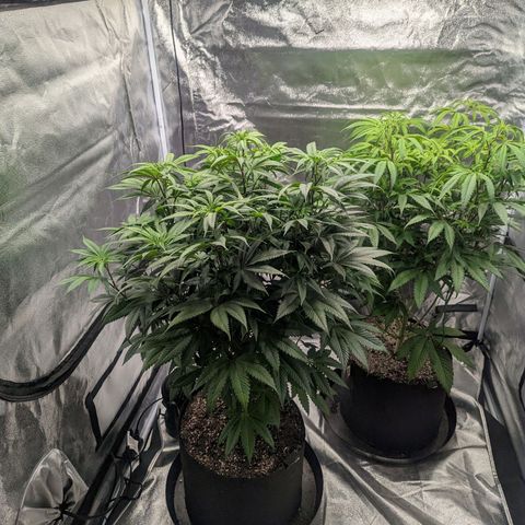 Lemon Cherry Gelato x Black Velvet #1 growlog timeline photo