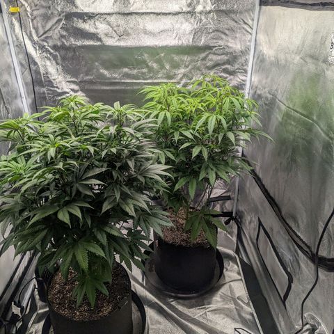 Lemon Cherry Gelato x Black Velvet #1 growlog timeline photo