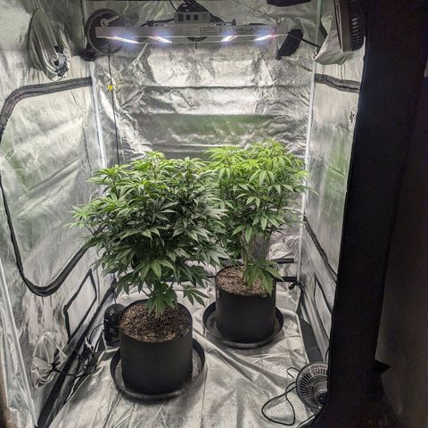 Lemon Cherry Gelato x Black Velvet #1 growlog timeline photo