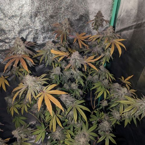 Apple Candies growlog timeline photo
