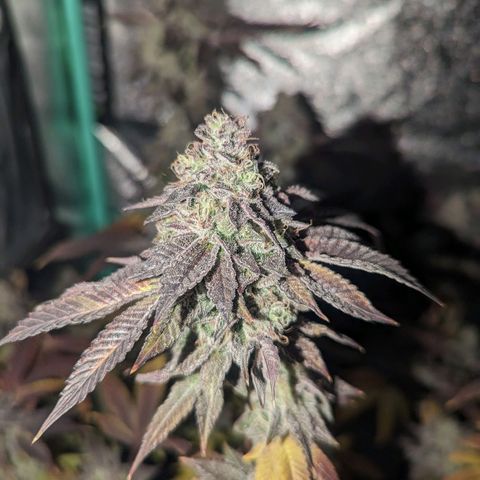 Apple Candies growlog timeline photo