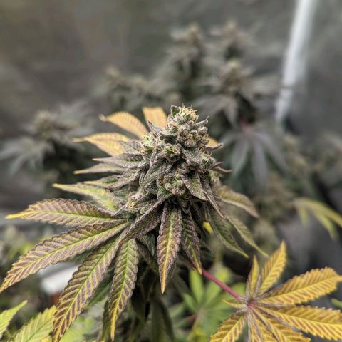 Apple Candies growlog timeline photo