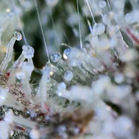 Apple Candies growlog timeline photo