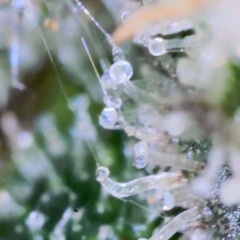 Apple Candies growlog timeline photo