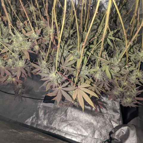 Apple Candies growlog timeline photo