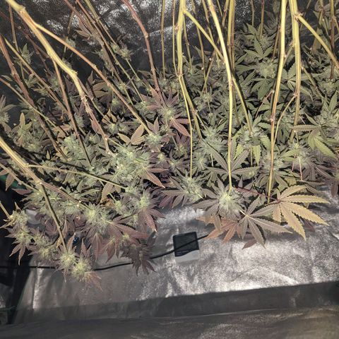 Apple Candies growlog timeline photo