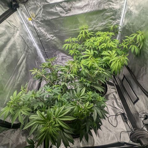 Lemon Cherry Gelato x Black Velvet #1 growlog timeline photo