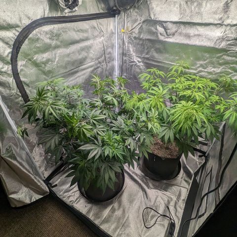 Lemon Cherry Gelato x Black Velvet #1 growlog timeline photo