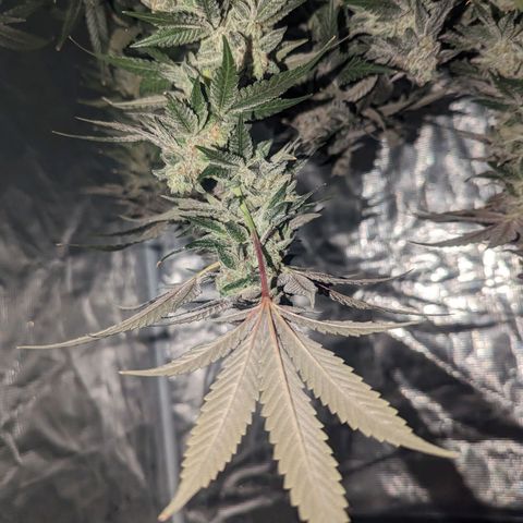 Apple Candies growlog timeline photo