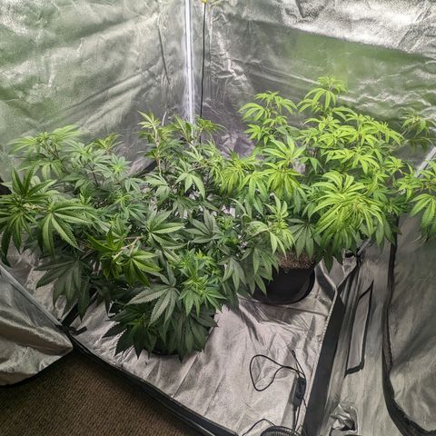 Lemon Cherry Gelato x Black Velvet #1 growlog timeline photo