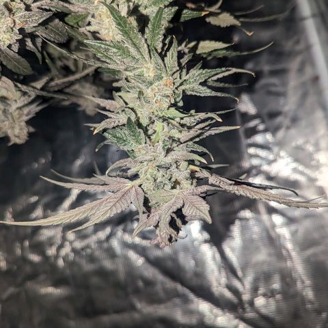 Apple Candies growlog timeline photo