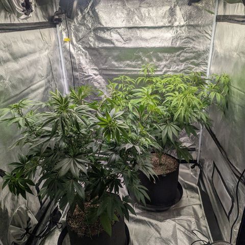 Lemon Cherry Gelato x Black Velvet #1 growlog timeline photo