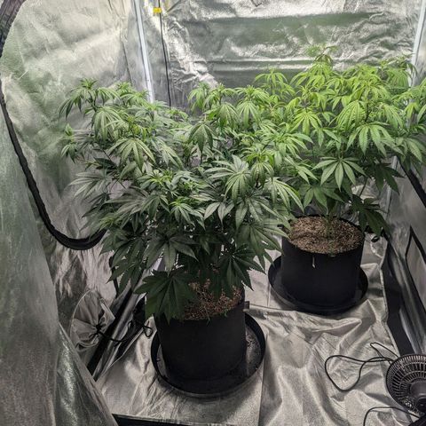 Lemon Cherry Gelato x Black Velvet #1 growlog timeline photo
