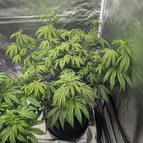 Lemon Cherry Gelato x Black Velvet #1 growlog timeline photo