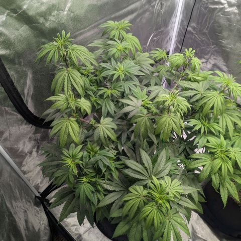 Lemon Cherry Gelato x Black Velvet #1 growlog timeline photo