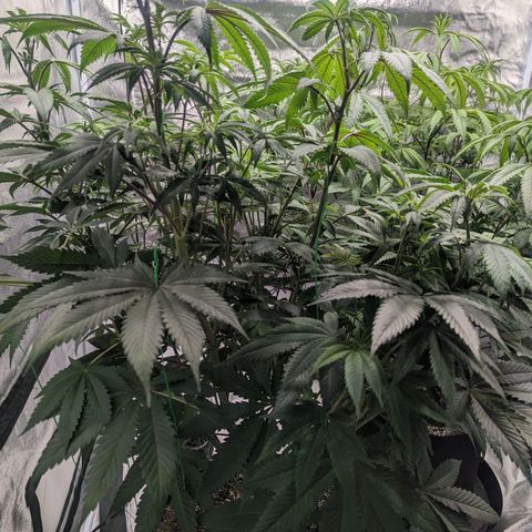 Lemon Cherry Gelato x Black Velvet #1 growlog timeline photo
