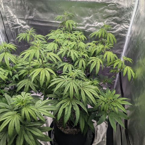Lemon Cherry Gelato x Black Velvet #1 growlog timeline photo