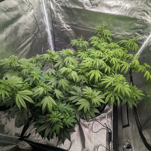 Lemon Cherry Gelato x Black Velvet #1 growlog timeline photo