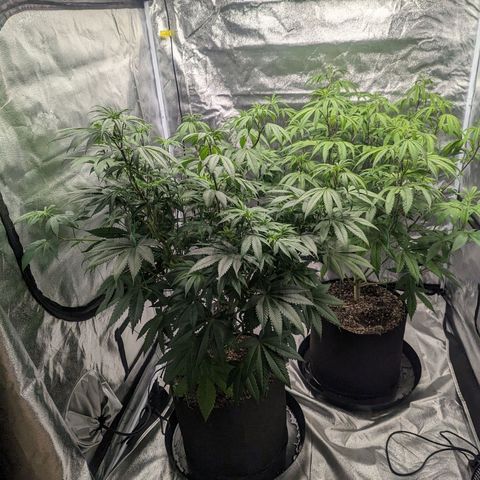 Lemon Cherry Gelato x Black Velvet #1 growlog timeline photo