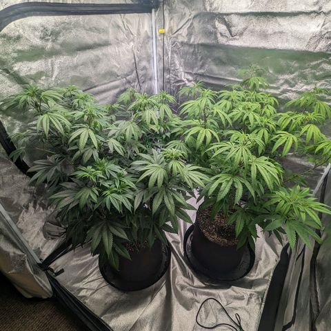 Lemon Cherry Gelato x Black Velvet #1 growlog timeline photo