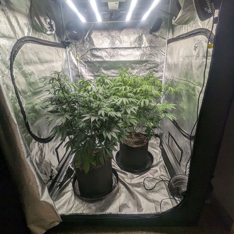 Lemon Cherry Gelato x Black Velvet #1 growlog timeline photo