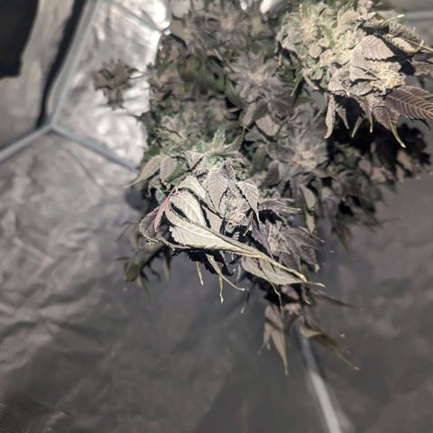 Apple Candies growlog timeline photo