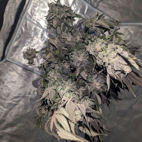 Apple Candies growlog timeline photo