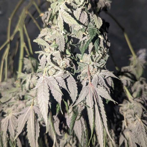 Apple Candies growlog timeline photo
