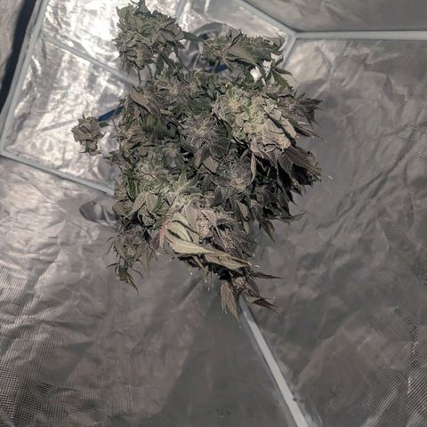 Apple Candies growlog timeline photo