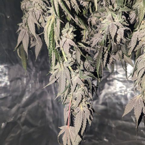 Apple Candies growlog timeline photo