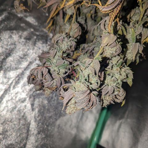 Apple Candies growlog timeline photo