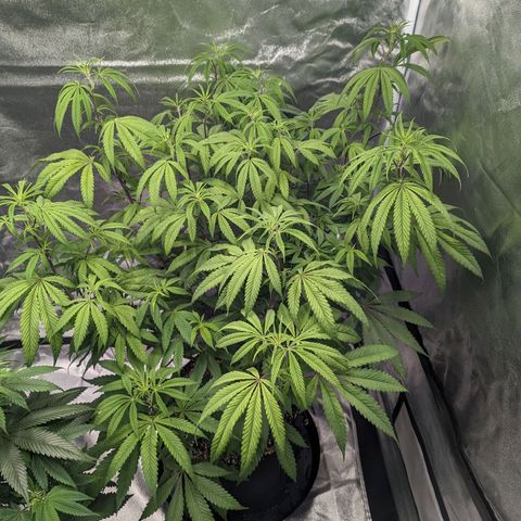 Lemon Cherry Gelato x Black Velvet #1 growlog timeline photo