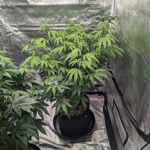 Lemon Cherry Gelato x Black Velvet #1 growlog timeline photo