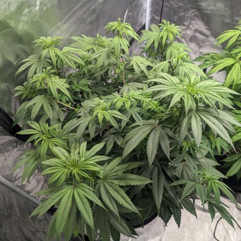 Lemon Cherry Gelato x Black Velvet #1 growlog timeline photo
