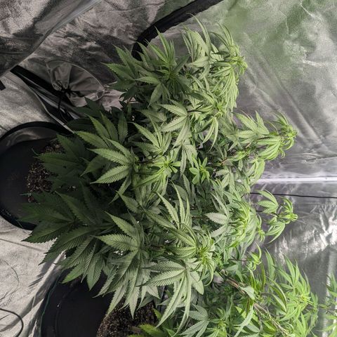 Lemon Cherry Gelato x Black Velvet #1 growlog timeline photo