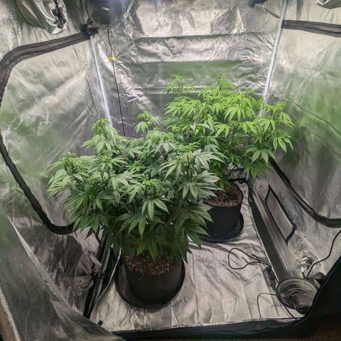 Lemon Cherry Gelato x Black Velvet #1 growlog timeline photo