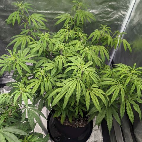 Lemon Cherry Gelato x Black Velvet #1 growlog timeline photo