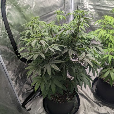 Lemon Cherry Gelato x Black Velvet #1 growlog timeline photo