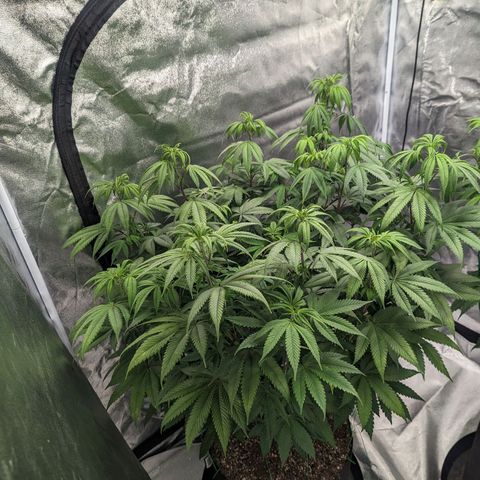 Lemon Cherry Gelato x Black Velvet #1 growlog timeline photo
