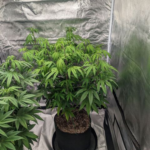 Lemon Cherry Gelato x Black Velvet #1 growlog timeline photo
