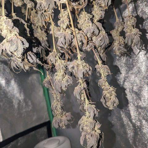 Apple Candies growlog timeline photo