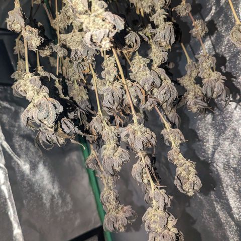 Apple Candies growlog timeline photo