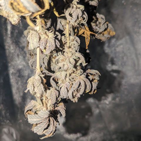 Apple Candies growlog timeline photo