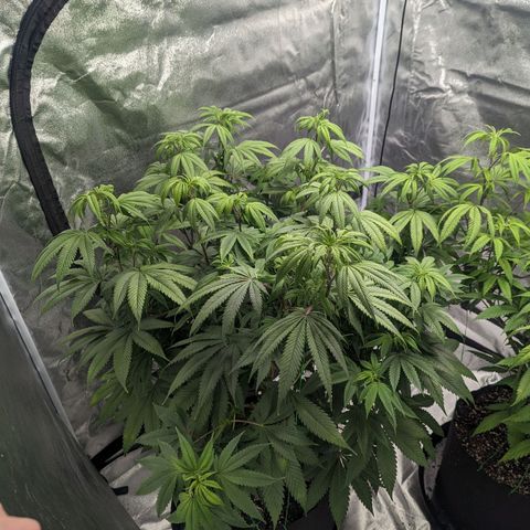 Lemon Cherry Gelato x Black Velvet #1 growlog timeline photo