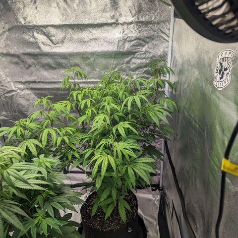 Lemon Cherry Gelato x Black Velvet #1 growlog timeline photo