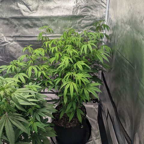 Lemon Cherry Gelato x Black Velvet #1 growlog timeline photo