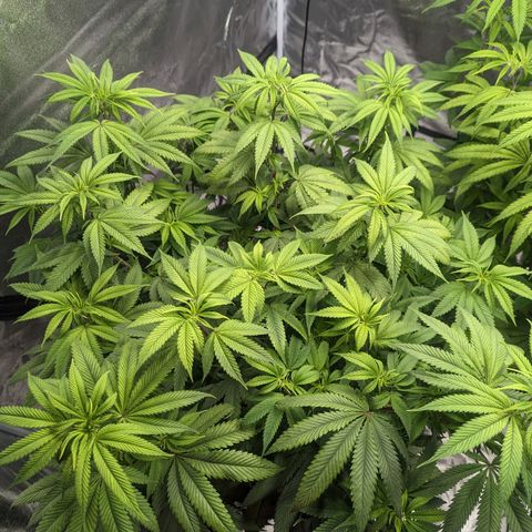 Lemon Cherry Gelato x Black Velvet #1 growlog timeline photo